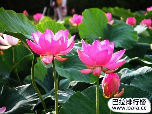 四,水中芙蓉——荷花