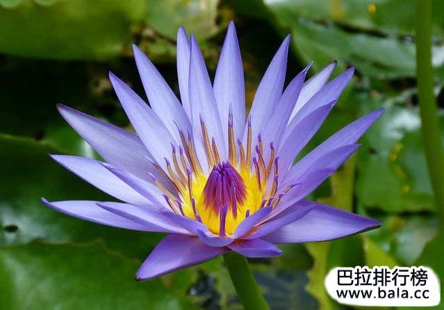 世界最美的花排行榜,世界十大名花排名
