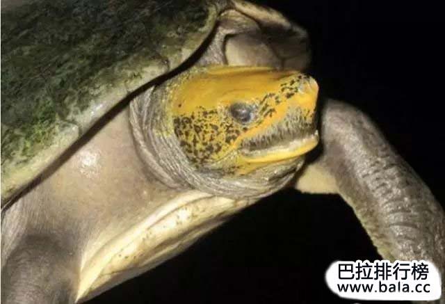 世界十大名龟排行榜 哪些是排名最漂亮的龟(3)