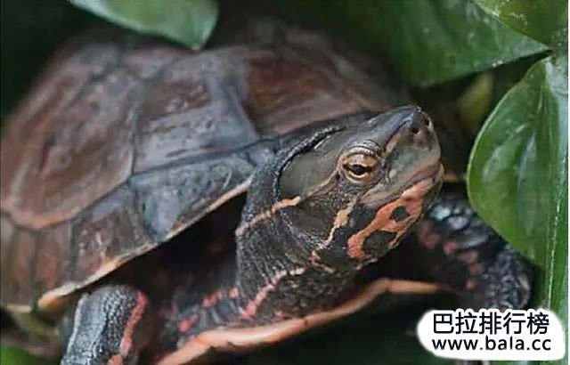 世界十大名龟排行榜哪些是排名最漂亮的龟