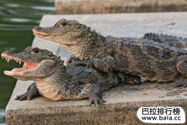 七, 孑遗物种:扬子鳄 英名:chinese alligator