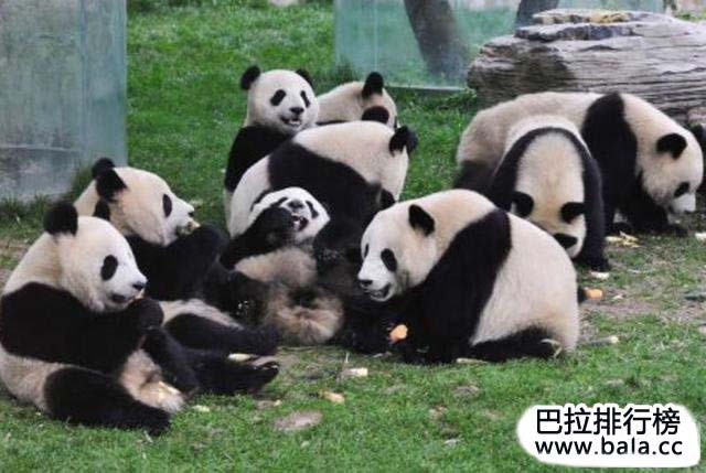 中国十大最珍稀的动物排行榜