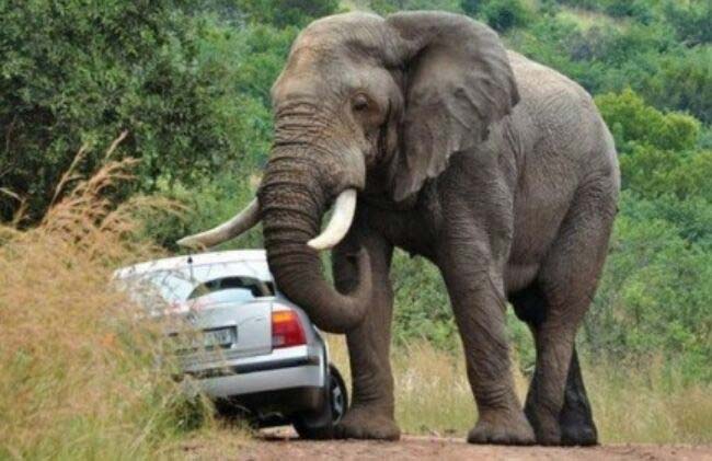 世界十大最危险的动物，大象被称为最聪明的动