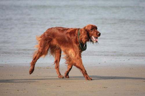 第十名:爱尔兰赛特犬