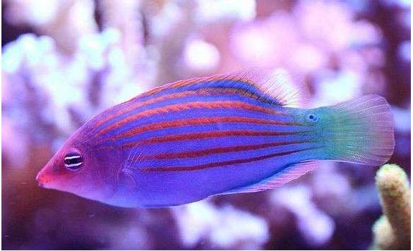 水族排名_水族服饰