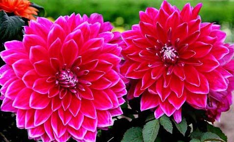 9.大丽花