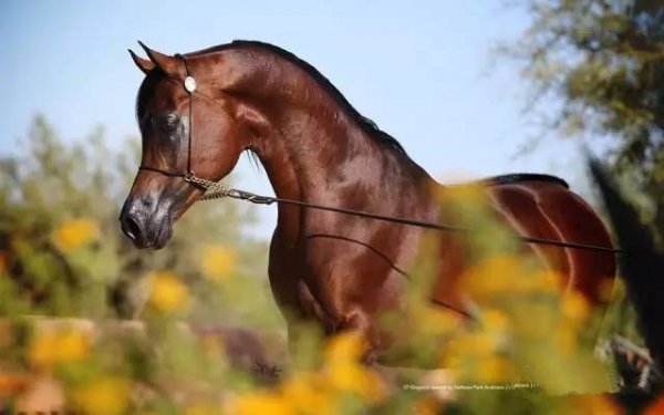 世界上前十名马品种排名榜，阿拉伯马夺冠