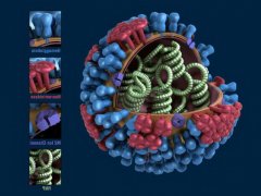 世界公认的十大疾病排名，流感排第一位