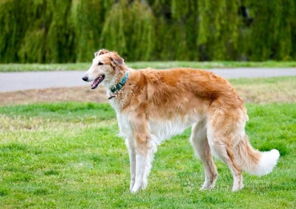 世界十大狩猎名犬排行榜，冠军是俄罗斯猎狼犬