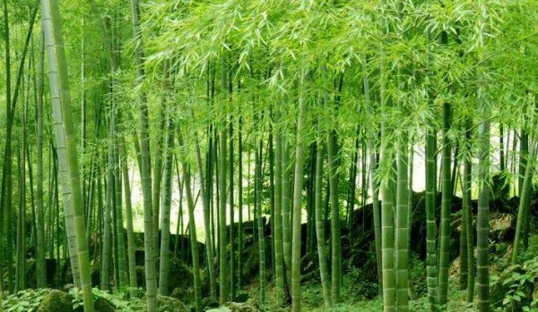世界上生长速度最快的植物?毛竹一昼夜能长1米