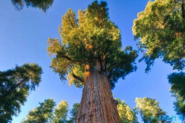 世界上最大的树，雪曼将军树有3200年树龄