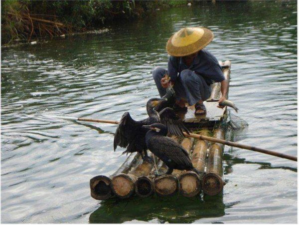 吃不飽的魚鷹們