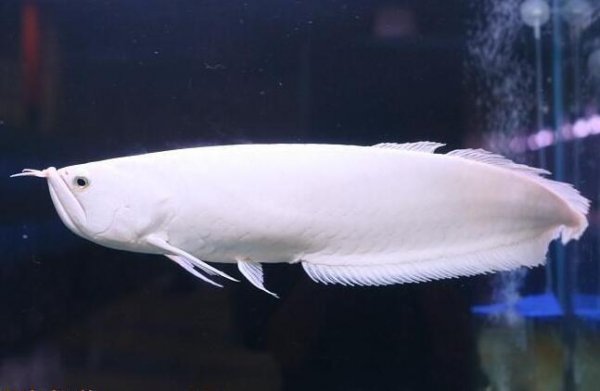 鱼的是雪龙鱼,这是银龙鱼的变异体,通体呈现雪白色,和白金龙鱼极似,不