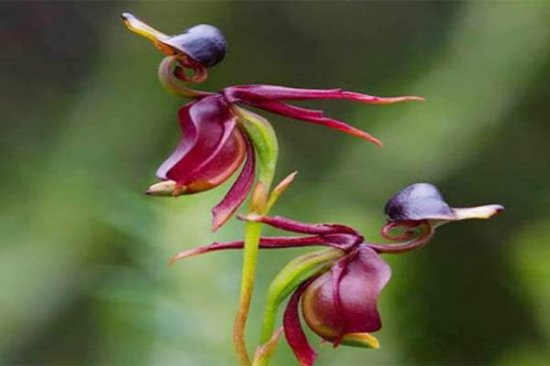 世界上最奇异的10种花，飞鸭兰像只飞翔的鸭子