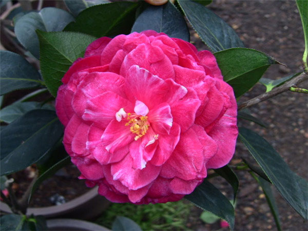 4,鹤顶红茶花