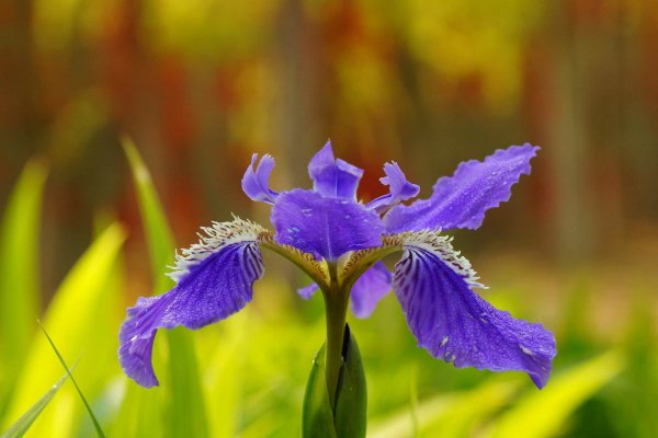 世界上最具代表的五种国花，法国是鸢尾花_巴拉排行榜