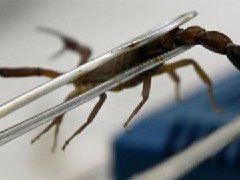 世界上最贵的7种液体 蝎毒每升6000万人民币