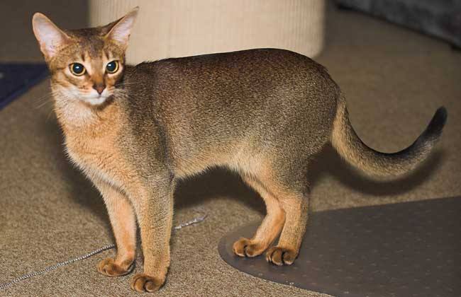 世界十大最温顺的猫排名,你想养哪只?(2)