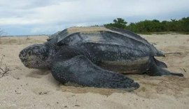 世界上体型最大的海龟，棱皮龟体长可达3米