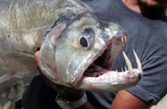世界上最危险十大鱼类，似鲭水狼牙鱼排第一名