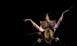 世界上最稀有的螳螂，魔花蝗螂被称为螳螂之王