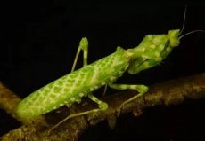 世界上排名前十的螳螂，第一名是非洲绿巨螳