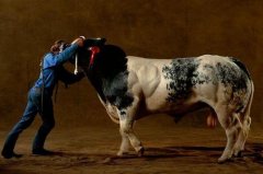世界上最强壮的牛，体长达5米重达3吨