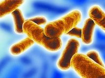 世界上最危险的10种细菌，大肠杆菌上榜