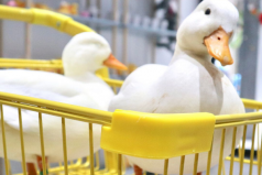 世界上最贵的宠物鸭子，成年柯尔鸭卖1万5
