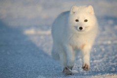 世界上最漂亮的狐狸，北极狐毛色随季节而变