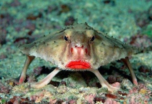 世界上最妖娆的鱼，红唇蝙蝠鱼靠胸鳍游走