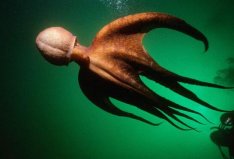 世界上最大的章鱼，太平洋巨型章鱼重达272公斤