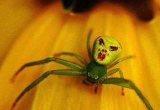 世界上长相最诡异的蜘蛛，人面蜘蛛如外星人脸