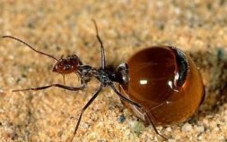 世界上最美味的蚂蚁，沙漠蜜蚁可当零食吃