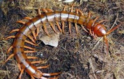 世界上最毒的蜈蚣，哈氏蜈蚣最长达33厘米