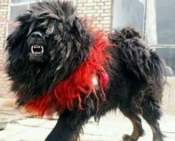 世界上最凶猛最厉害的狗，中国鬼獒最残暴凶猛