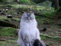 世界上最耐寒的猫，挪威森林猫可忍受零下16度