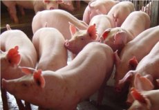 世界上哪里的猪最多？中国养殖3亿多头