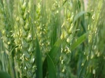 世界上寿命最短的花，小麦花花期仅有5分钟