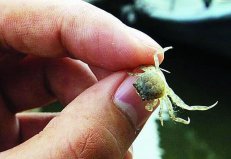 世界上最小的螃蟹，豆蟹成体仅指甲盖大小