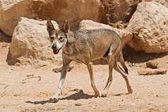 世界上体型最小的狼，阿拉伯狼体重仅18千克