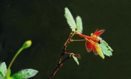 世界上最小的蜻蜓，侏红小蜻体长不足15毫米