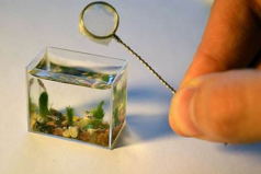 世界上最小的水族馆，仅装10毫升水能养鱼