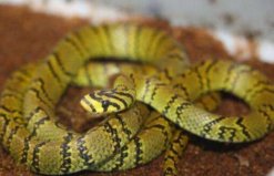 世界上最美的十种毒蛇，第一位是横斑锦蛇