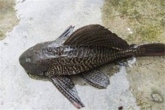 中国十大最脏的鱼，清道夫以垃圾为食