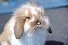 最适合小朋友饲养的宠物兔，首先荷兰垂耳兔