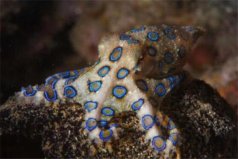 世界上毒性最强的章鱼，蓝环章鱼可致人丧命