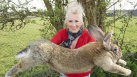 世界上最大的网红兔子，大流士体长1.28米