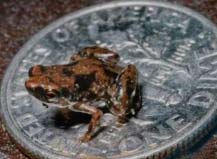 世界上最小的青蛙，体长7.7毫米