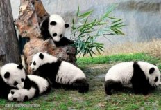 中国最受欢迎的十大动物园，长隆野生动物世界上榜
